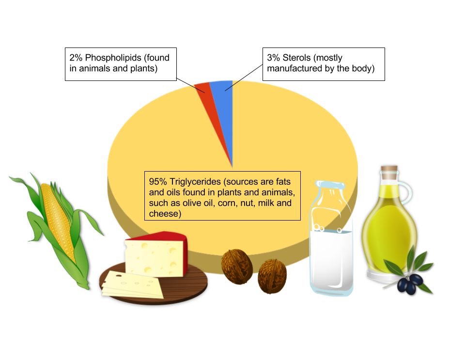 A pie chart showing that approximately 95% of dietary fats are in the form of triglycerides, 3% are in the form of sterols, and 2% are in the form of phospholipids.