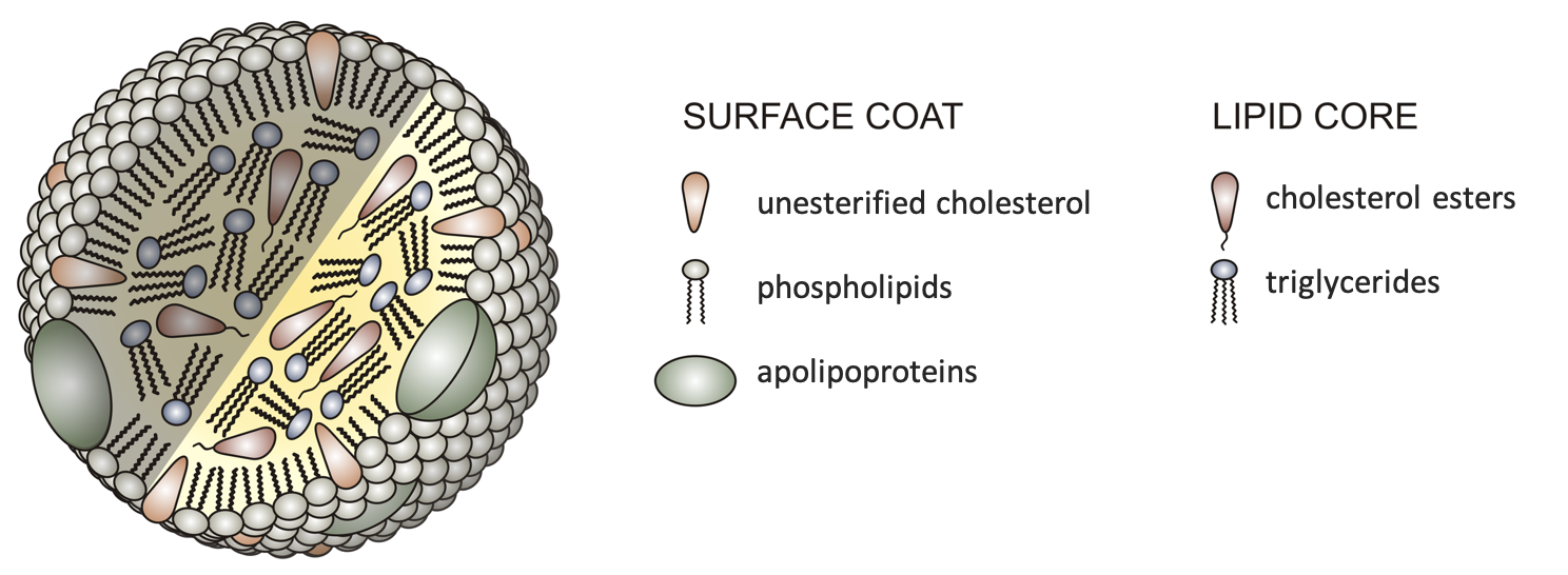 A cartoon diagram shows the basic structure of all lipoproteins, with triglycerides and cholesterol esters in the lipid core, and phospholipids, apolipoproteins, and unesterified cholesterol making up the surface coat.