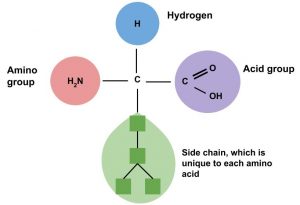 Structure of an amino acids with the amino, acid and R groups.