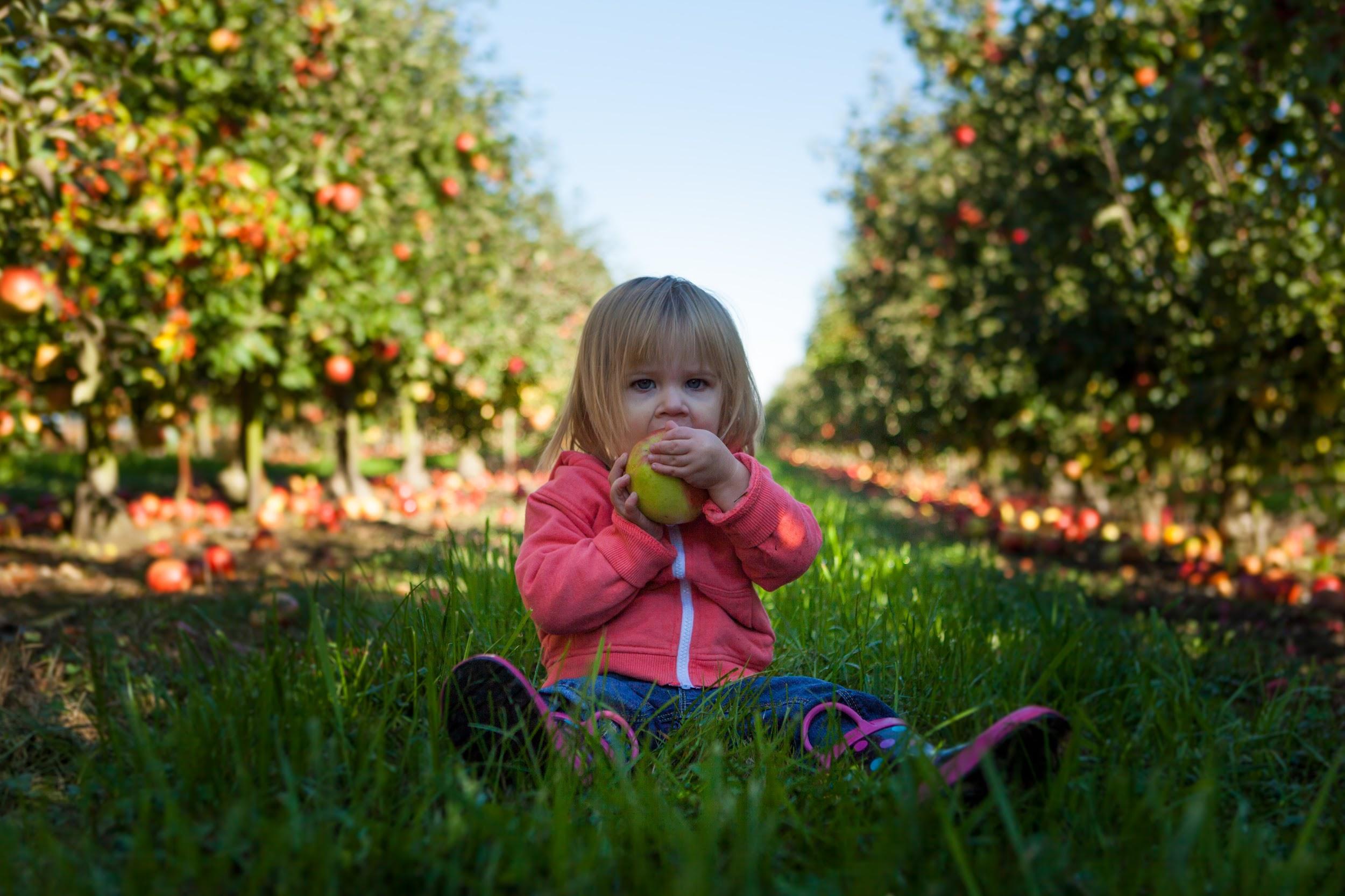 Image of toddler girl sitting in an apple orchard taking a bite out of an apple