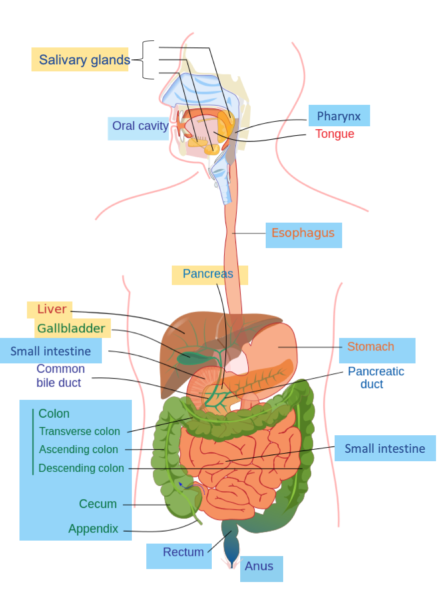 This diagram shows the digestive system of a human being, with the major organs labeled.