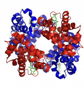 Image of the quatenary structure of hemoglobin with the four proteins in red and blue and iron in green,