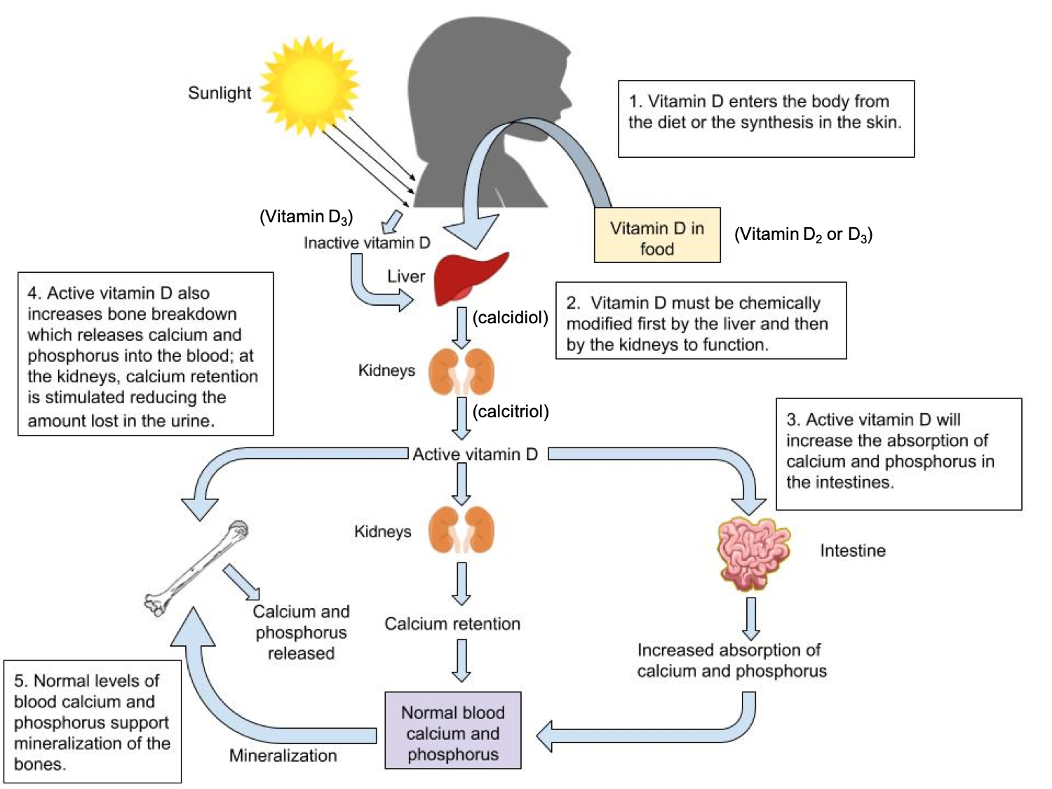 9 5 Vitamin D Important To Bone Health And Beyond Introduction To Nutrition And Wellness 3743