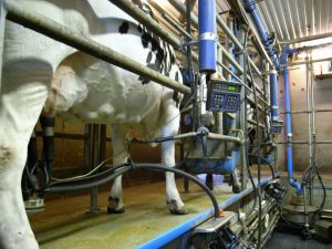 Image of cow being milk in a dairy barn