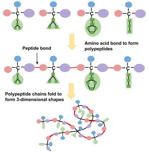 The formation of a protein begins with amino acids, joined by peptide bonds.