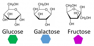 Images of the chemical and abbreviated structures of the monosaccharides glucose, galactose and fructose.