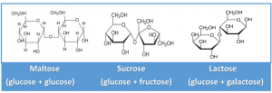 Chemical structures of the disaccharides maltose, sucroe and lactose.