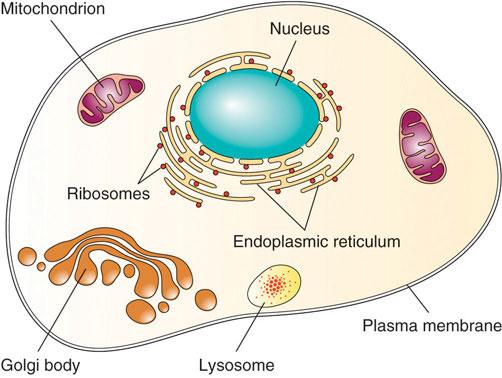 This picture shows a single cell with all of its components. The contents of the cell are all labeled. The cell includes a nucleus, mitochondrion, ribosomes, endoplasmic reticulum, golgi body, and lysosome, all held together by a plasma membrane.