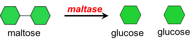 Illustration showing maltose (represented by two green hexagons linked together) being broken into two glucose molecules by the enzyme maltase.