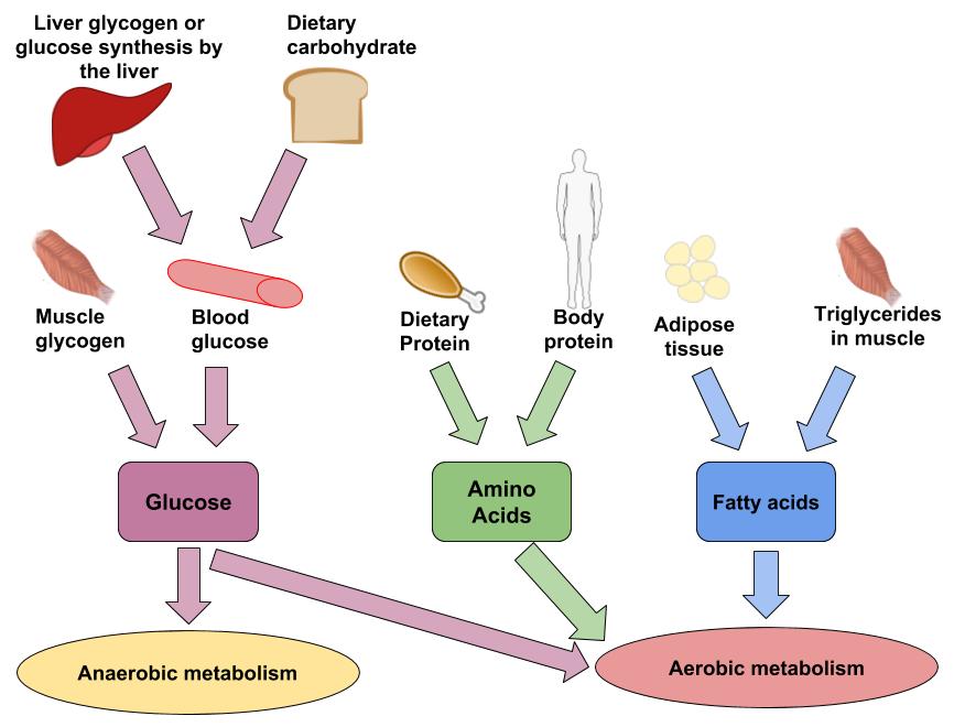 The image depicts both the food sources and body storage of carbohydrates, fat, and protein are used for fuel in anaerobic and aerobic metabolism. Carbohydrates come from food and from glycogen. Fat comes from food and from adipose tissue. Protein comes from food and body proteins.