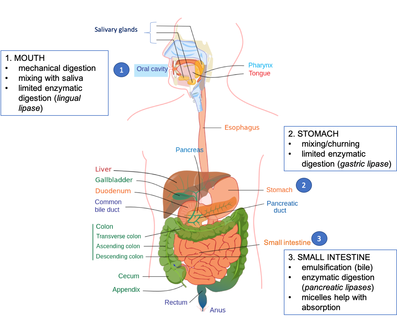 Cartoon diagram showing the organs of the gastrointestinal tract and the steps of lipid digestion that occur in each organ. In the mouth: mechanical digestion, mixing with saliva, and limited enzymatic digestion (lingual lipase). In the stomach: mixing/churning, limited enzymatic digestion (gastric lipase). In the small intestine: emulsification (bile), enzymatic digestion (pancreatic lipases), micelles help with absorption.