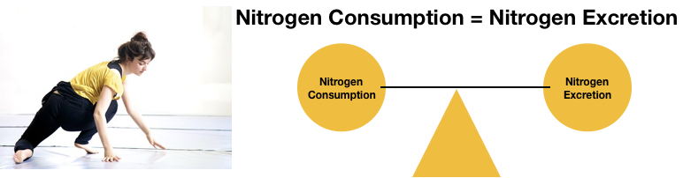 Nitrogen balance is illustrated by a balance scale being equally balanced by nitrogen consumption and excretion. A healthy women exercising is also pictured.