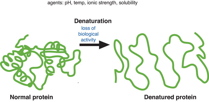 Protein denaturation