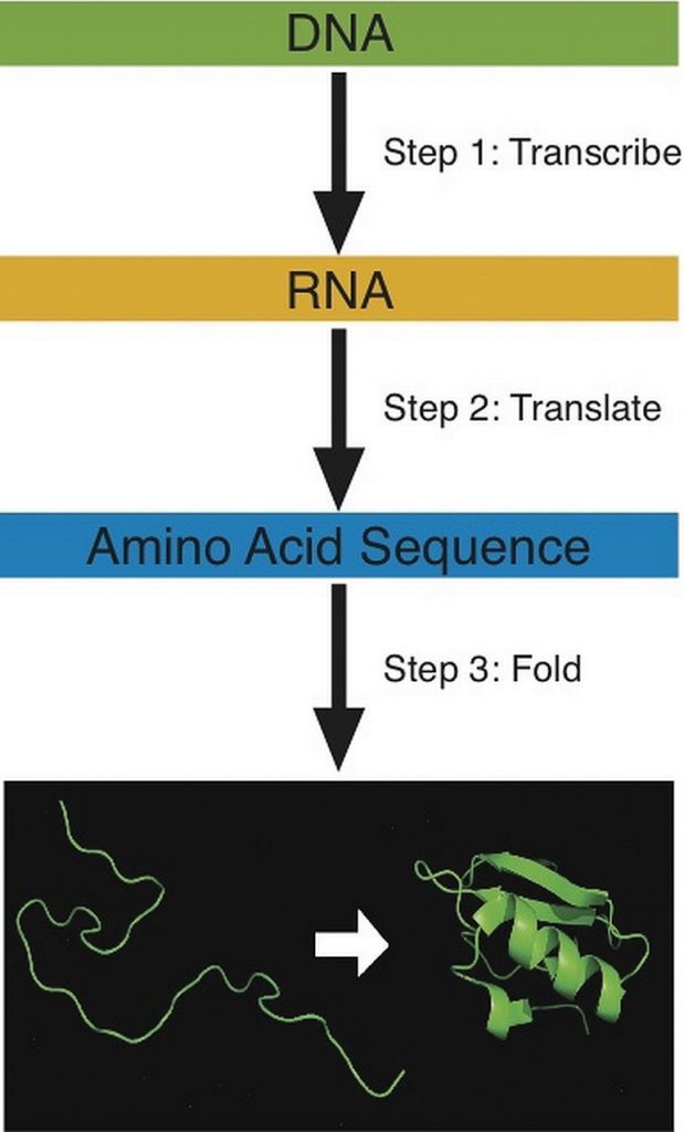 Steps for building a protein