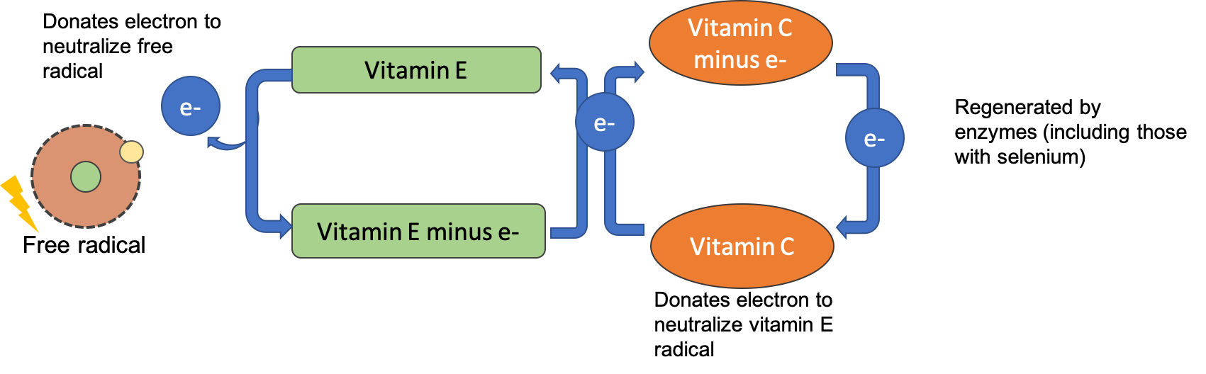 A diagram shows that vitamin E can neutralize a free radical, but then vitamin E is missing an electron. Vitamin C donates an electron to vitamin E, regenerating it so that it can act as an antioxidant again. Vitamin C is then regenerated by antioxidant enzymes.