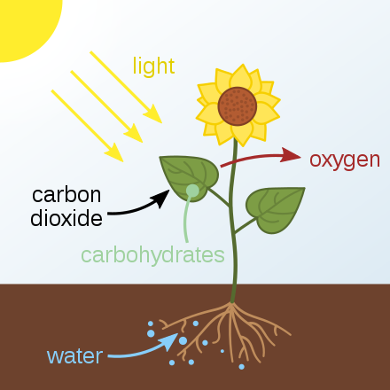 A drawing of a flower growing out of the ground. The sun is shining and light rays are going toward the plant. Carbon dioxide is listed as going into the plant and oxygen is listed as going out of the plant. Carbohydrates are listed as being formed in the leaves of the plant. The roots of the plant are shown in the soil and water in the soil is being absorbed by the roots.