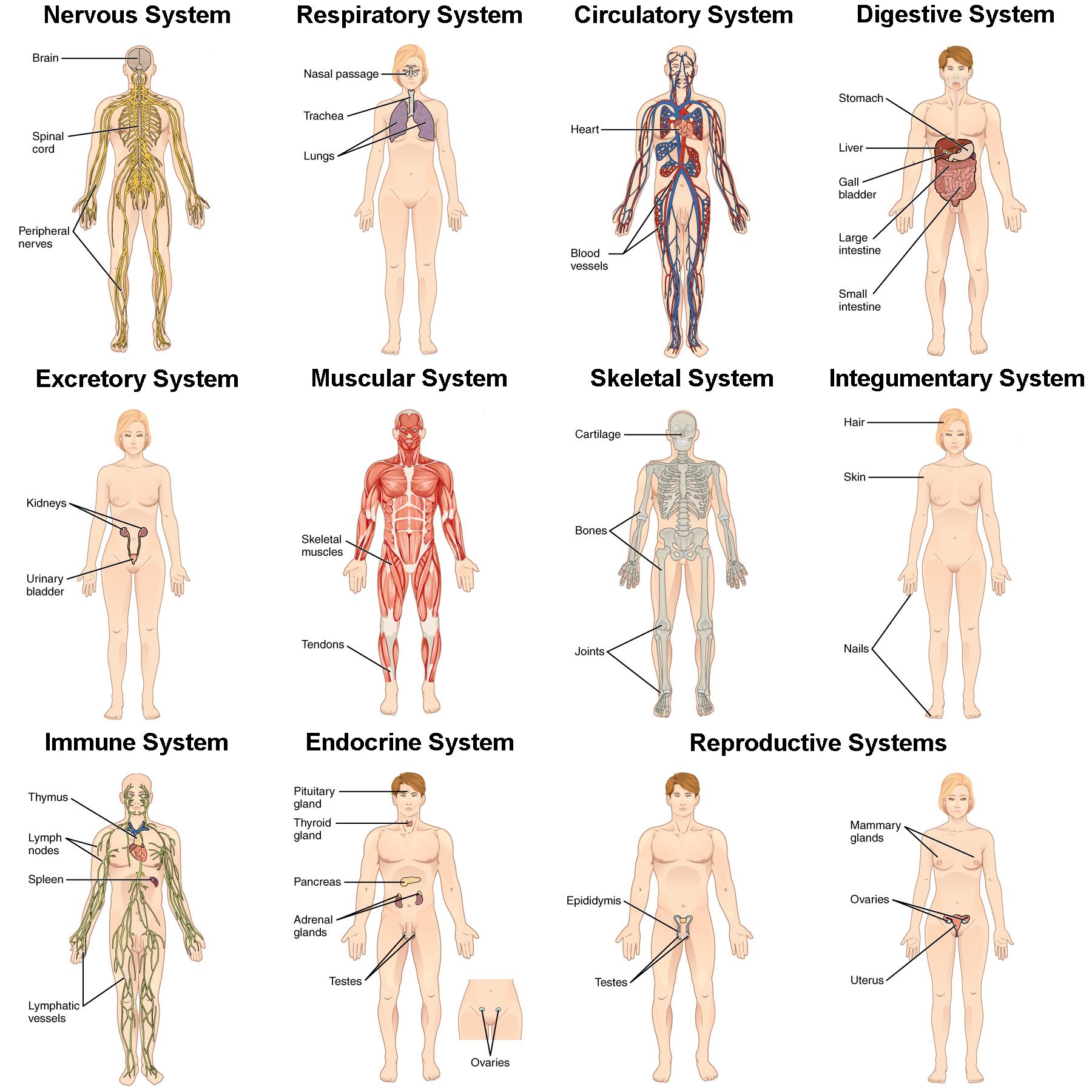 This picture shows eleven human body structures, each labeled with a specific organ system of the body and the organs that body system contains: the nervous system, the respiratory system, the circulatory system, the digestive system, the excretory system, the muscular system, the skeletal system, the integumentary system, the immune system, the endocrine system, and the reproductive system. Each of these systems, the organs that make up each system, and their basic functions are listed in Table 3.1.