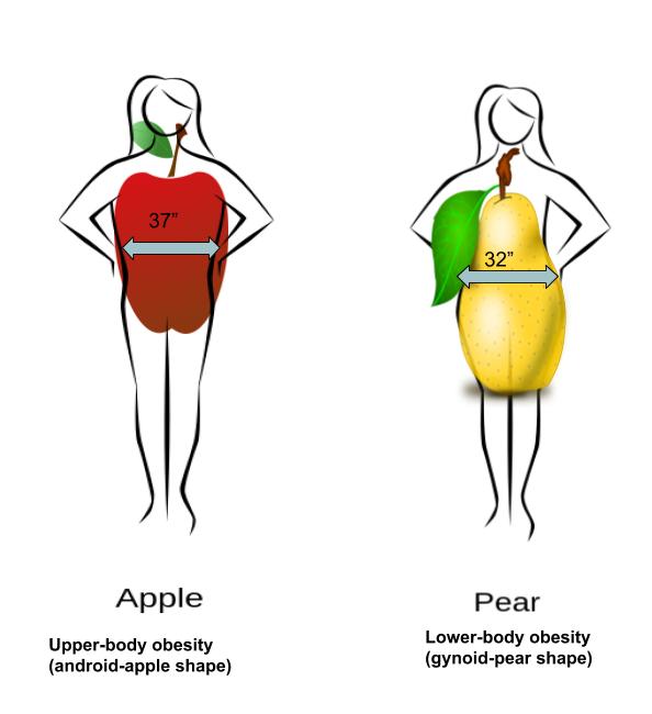 This is a pencil sketch of two different women. One with an apple overlay (illustrating that she stores fat more centrally), and another with a pear overlay (illustrating that she stores fat more in the hips and thighs).