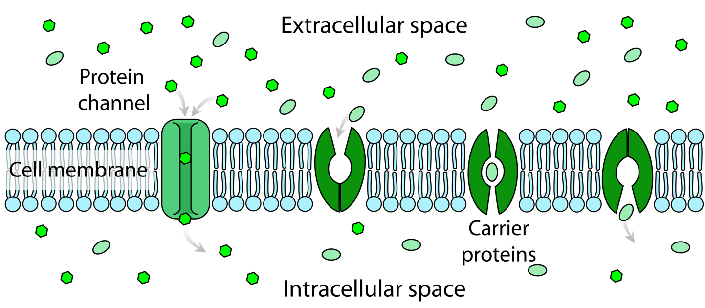 A cartoon illustration of the cell membrane and protein channels. Facilitated diffusion involves the use of a protein to facilitate the movement of molecules across the membrane. In some cases, molecules pass through channels within the protein,In other cases, the protein changes shape, allowing molecules to pass through.