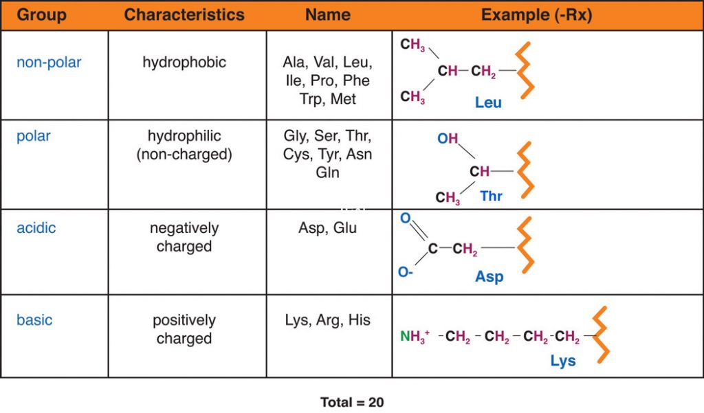 Table of amino acid groups