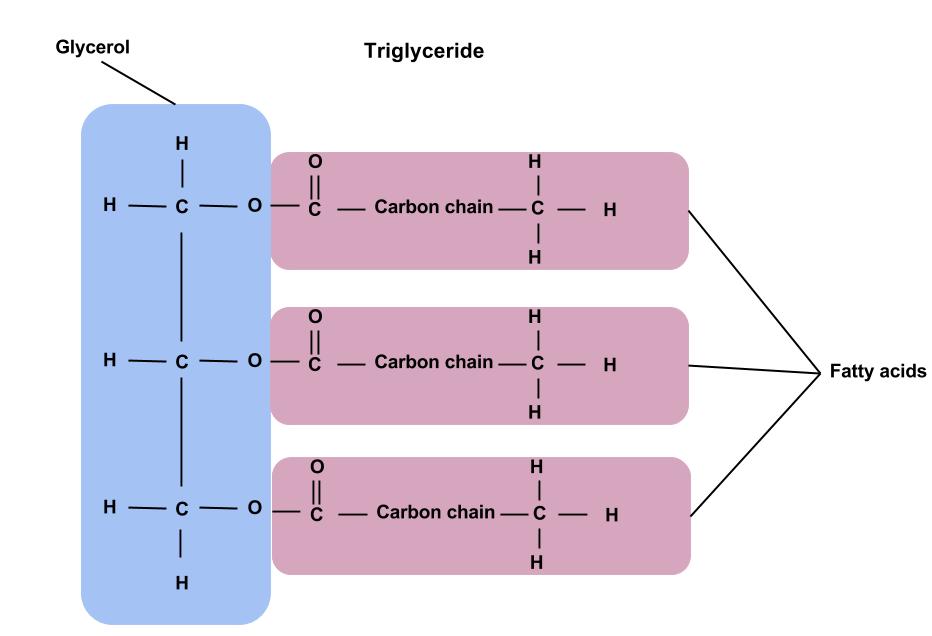 A diagram of the chemical structure of a triglyceride, showing the glycerol backbone and three attached fatty acids.