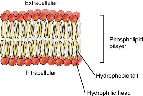 The phospholipid bilayer consists of two adjacent layers of phospholipids, arranged tail to tail with the heads opposite from each other. The hydrophobic tails associate with one another, forming the interior of the membrane. The polar heads contact the fluid inside and outside of the cell.