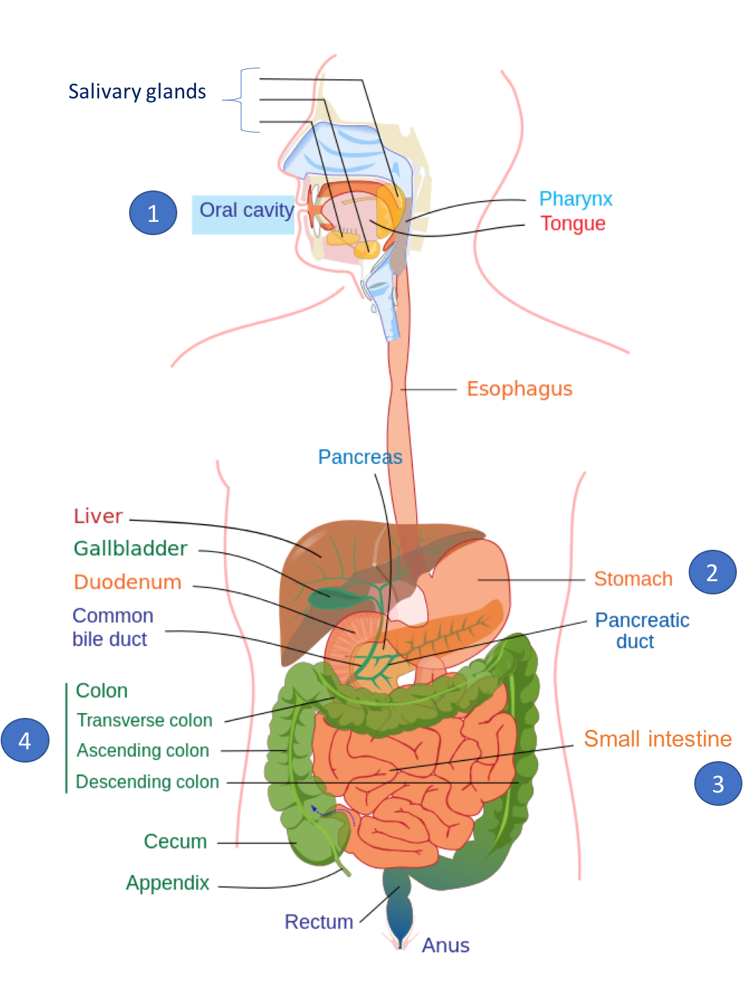 Illustration of the digestive system, with major sites of digestion numbered: oral cavity (1); stomach (2); small intestine (3); and large intestine or colon (4).