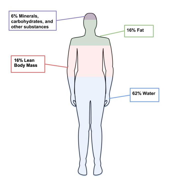 An outline of a human body horizontally divided into 4 parts: 62% water, 16% lean body mass, 16% fat, and 6% minerals and other substances. 