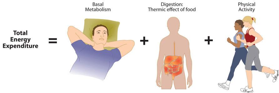This image shows the three components of total energy expenditure. A person resting is representing basal metabolism, the digestive tract is representing thermic effect of food, and two women running is representing physical activity.
