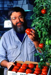 Plant physiologist Athanasios Theologis compares Florida-grown Endless Summer tomatoes to his greenhouse-grown fruit.